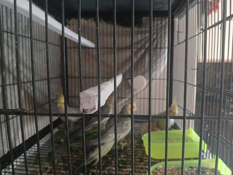 Parrots forsale 1