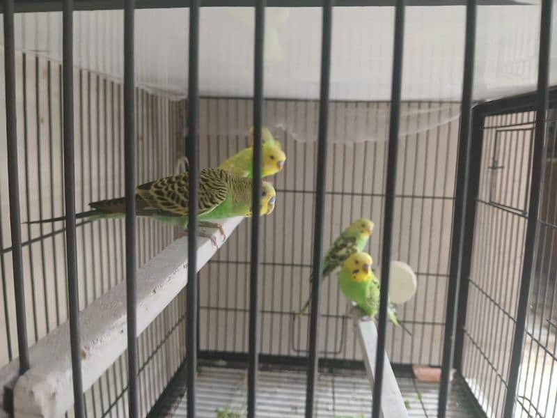 Parrots forsale 2