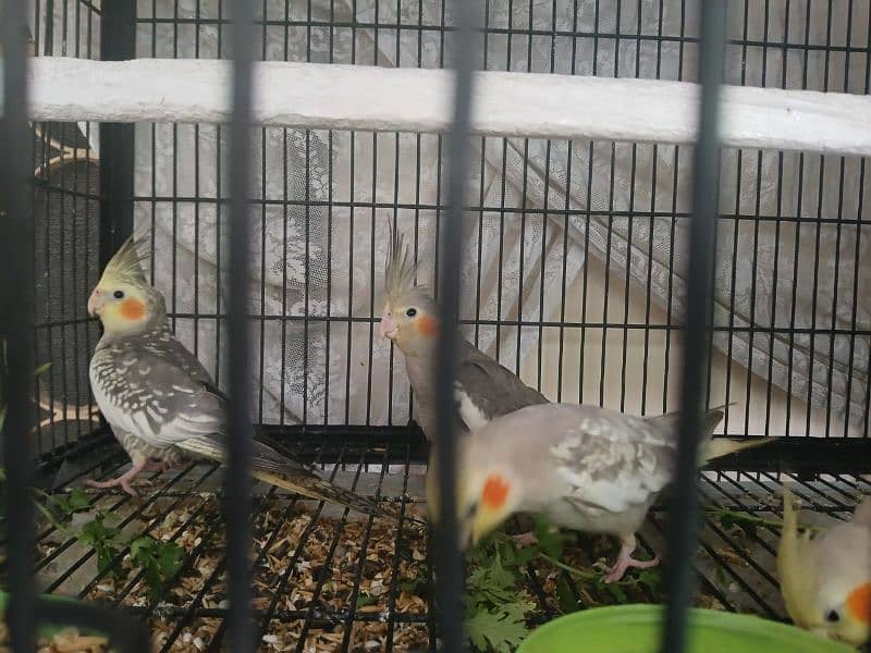 Parrots forsale 3