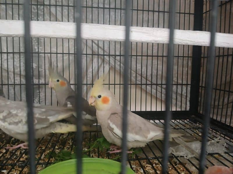 Parrots forsale 4