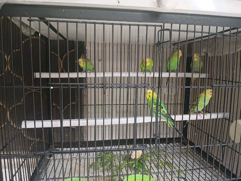 Parrots forsale 5