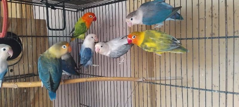 Parrots forsale 6