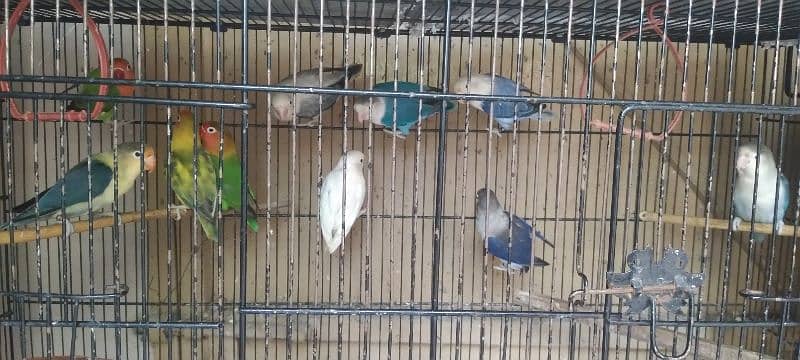 Parrots forsale 7