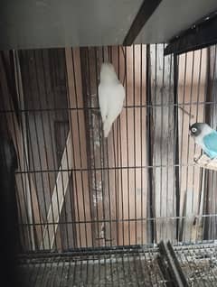 albino green opline fisher lovebirds