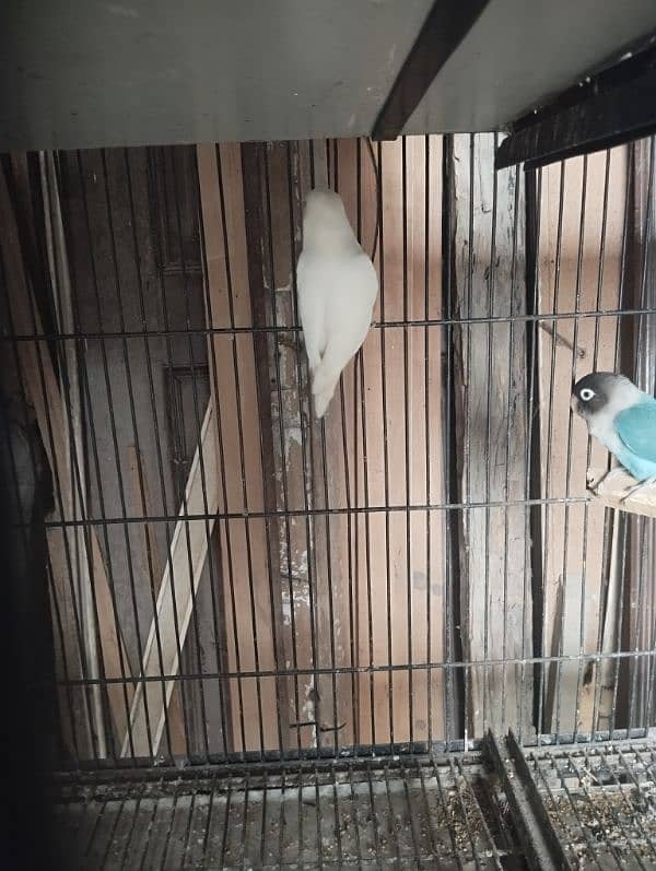 albino green opline fisher lovebirds 0