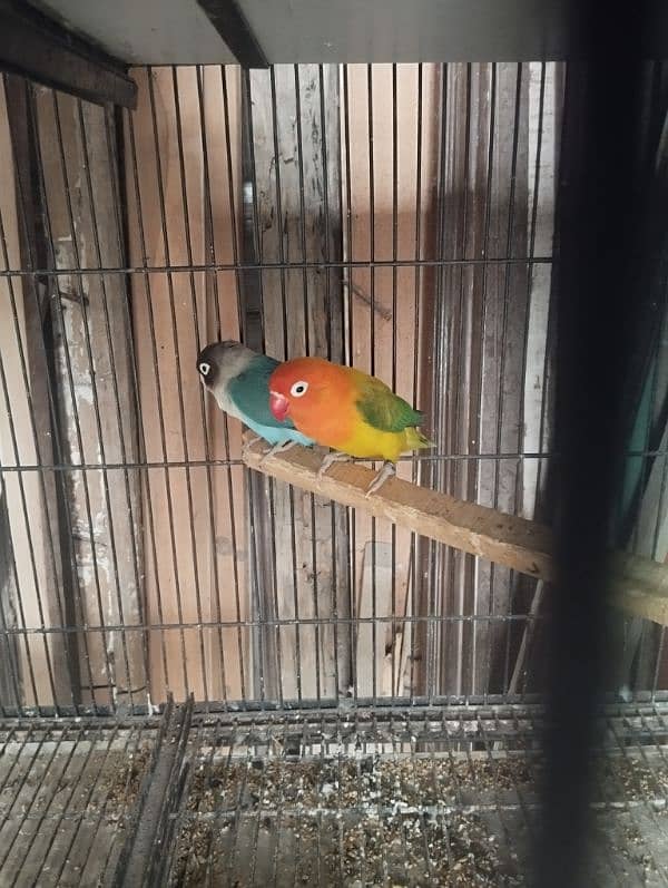 albino green opline fisher lovebirds 1