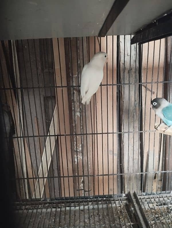 albino green opline fisher lovebirds 2