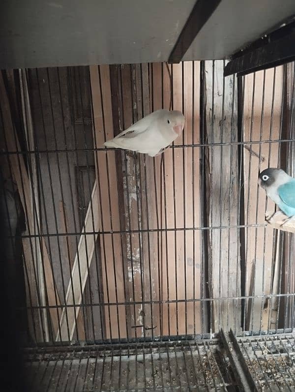 albino green opline fisher lovebirds 3