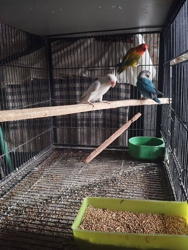 albino green opline fisher lovebirds 4