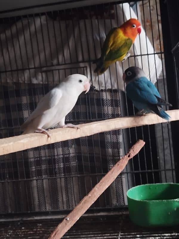 albino green opline fisher lovebirds 5