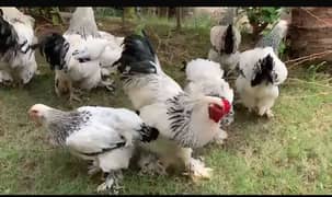 O SHAMO / BRAHMA / COCHINS BUFF / BANTAM PHENIX / Hens/Heera