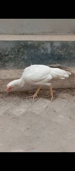 white oh shamo female | healthy active | Shamo chicks