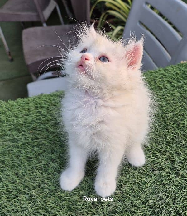 Pure Persian Triple coat kitten 0