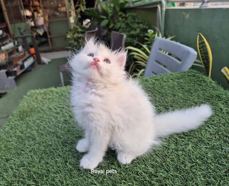 Pure Persian Triple coat kitten 1