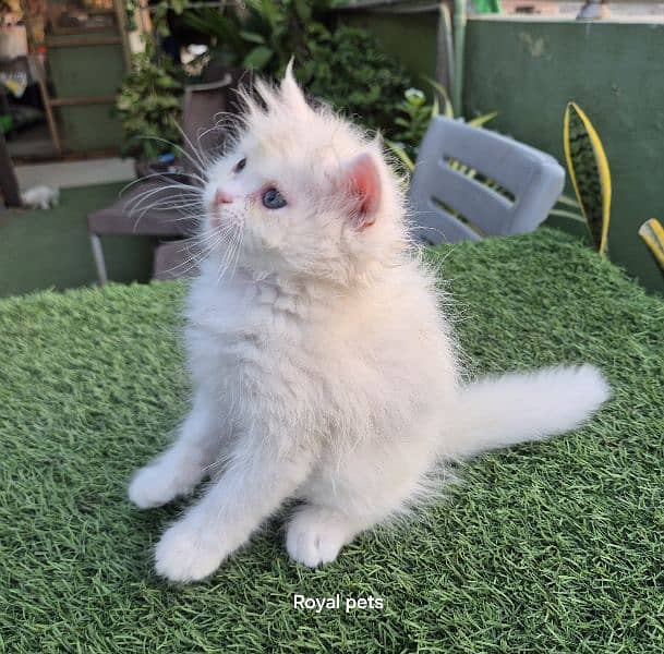 Pure Persian Triple coat kitten 2