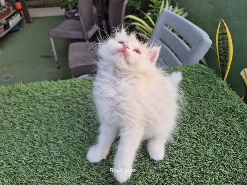 Pure Persian Triple coat kitten 3