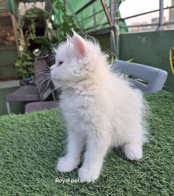 Pure Persian Triple coat kitten 4