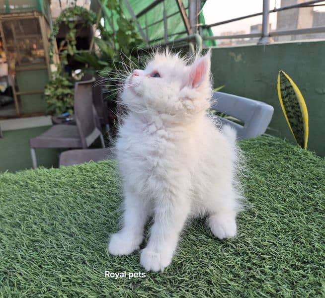 Pure Persian Triple coat kitten 5