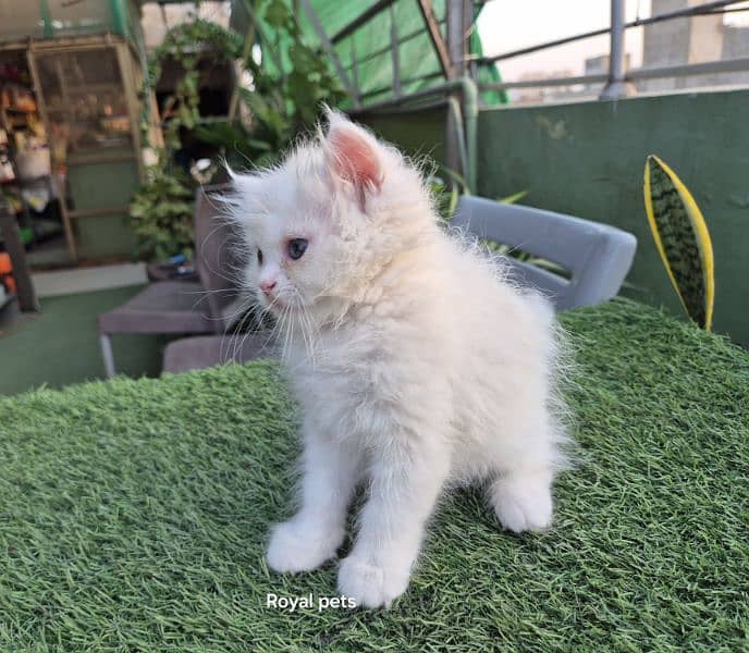 Pure Persian Triple coat kitten 7