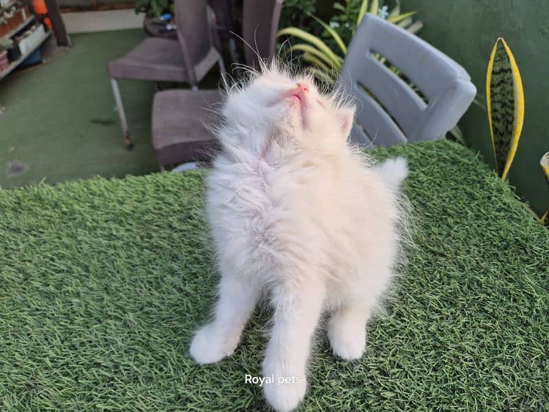 Pure Persian Triple coat kitten 8