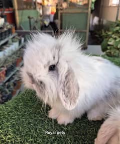 Holland Lop Bunnies Rabbits