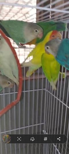 multi love birds best love birds nail Tel fly ok 1 pece price