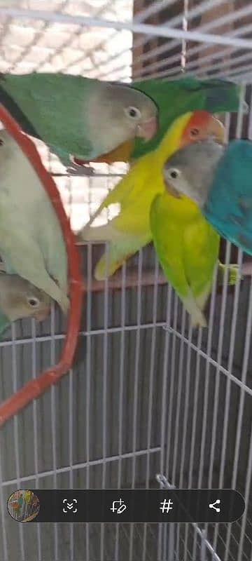 multi love birds best love birds nail Tel fly ok 1 pece price 0