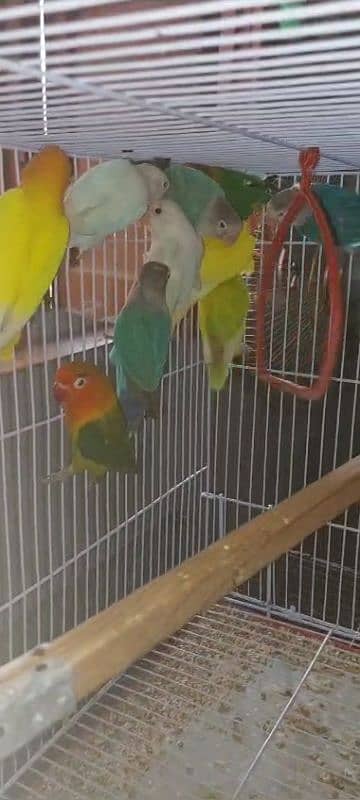 multi love birds best love birds nail Tel fly ok 1 pece price 1