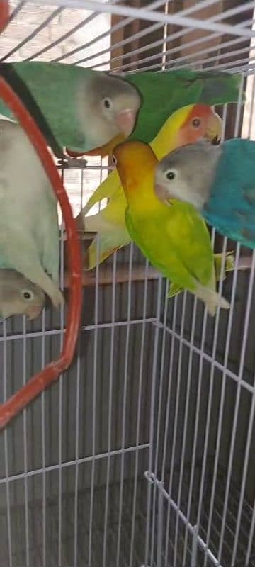 multi love birds best love birds nail Tel fly ok 1 pece price 2