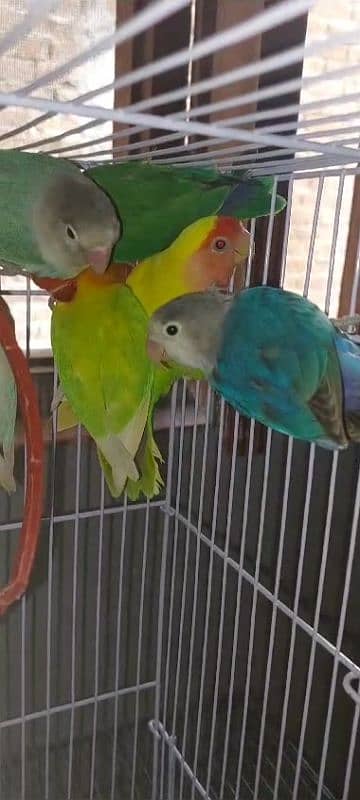 multi love birds best love birds nail Tel fly ok 1 pece price 3