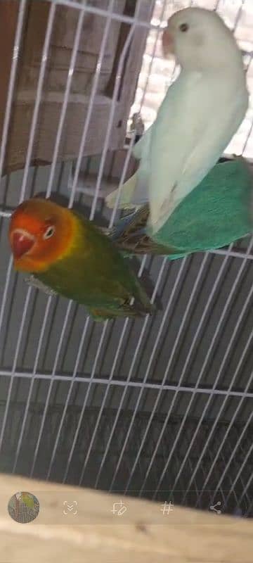 multi love birds best love birds nail Tel fly ok 1 pece price 4