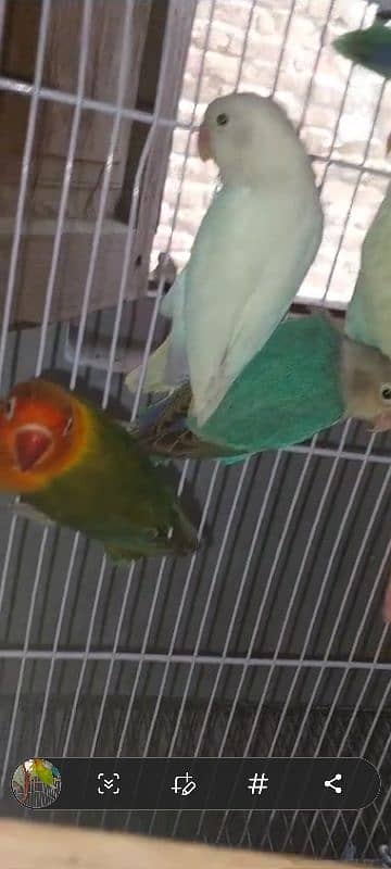 multi love birds best love birds nail Tel fly ok 1 pece price 5