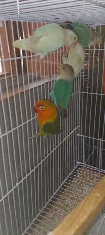 multi love birds best love birds nail Tel fly ok 1 pece price 7