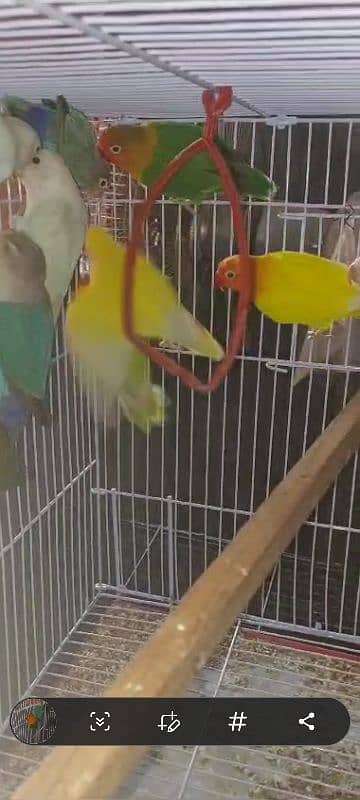 multi love birds best love birds nail Tel fly ok 1 pece price 8