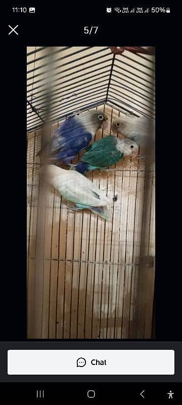 multi love birds best love birds nail Tel fly ok 1 pece price 9