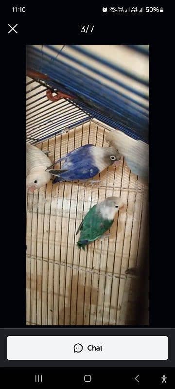 multi love birds best love birds nail Tel fly ok 1 pece price 11