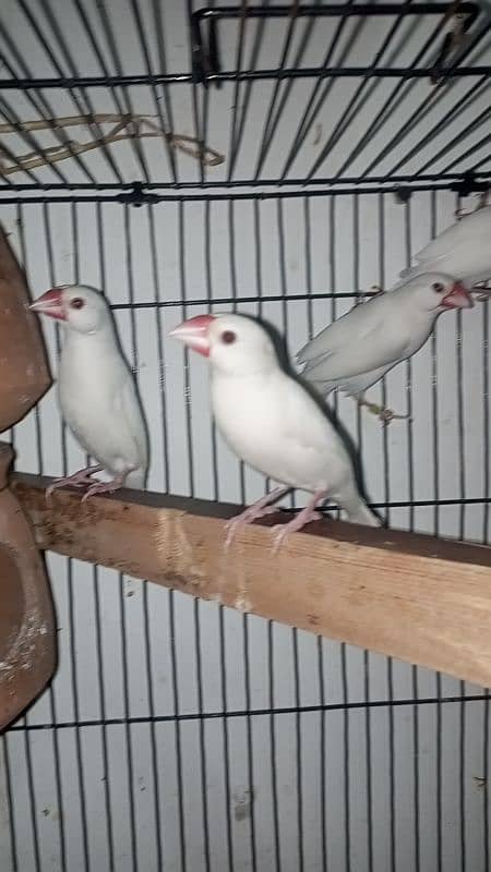 white Java breeder pair and hogo pair cocktail male Eno 1