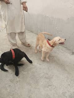 Labrador dog