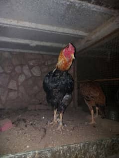 polish hens,gold pattridge,brazillian shamo,ayam cemani patha