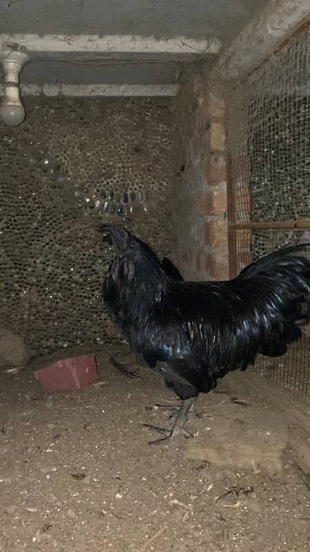 ayam cemani 0