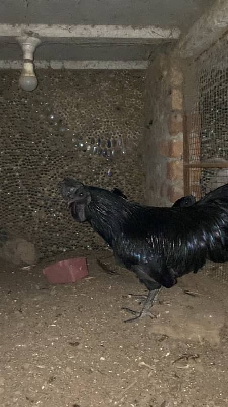 ayam cemani 1