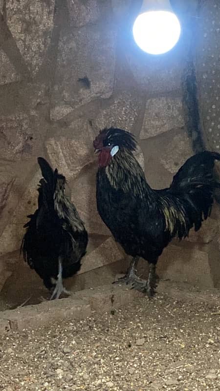 ayam cemani 3