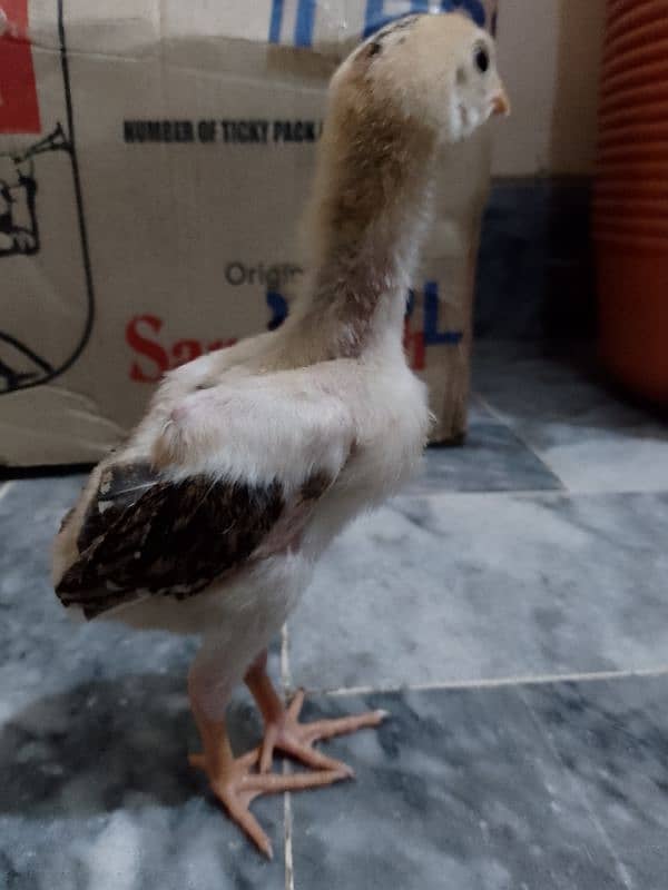 shamo chicks available 1 month active and healthy 0