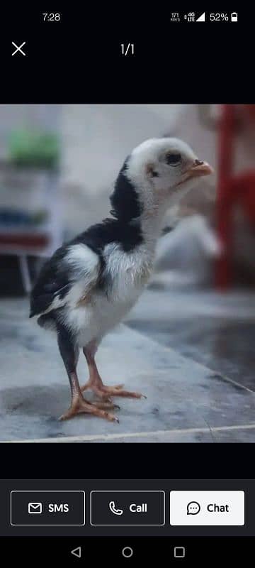 shamo chicks available 1 month active and healthy 1