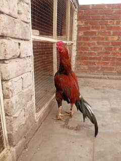 mualwali bird