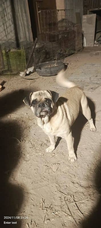 pug male 3