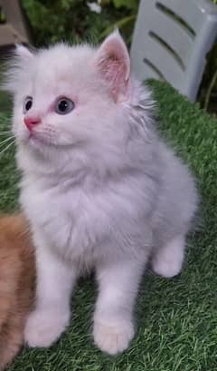 Pure Persian Triple coat Kitten