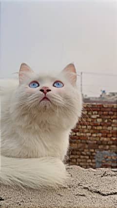 male cat 4 month age blue eyes