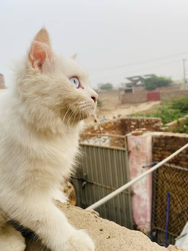 male cat 4 month age blue eyes 2