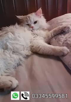 Triple coat white male Persian cat for mating/stud (NOT FOR SELL)